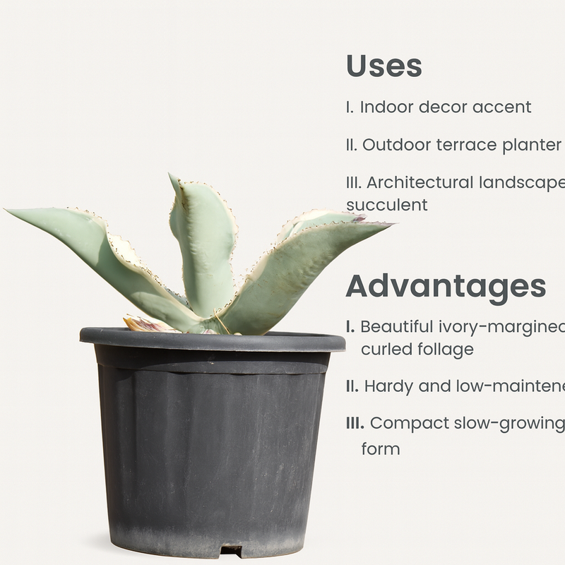 Agave gypsophila Ivory Curls