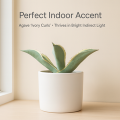 Agave gypsophila Ivory Curls