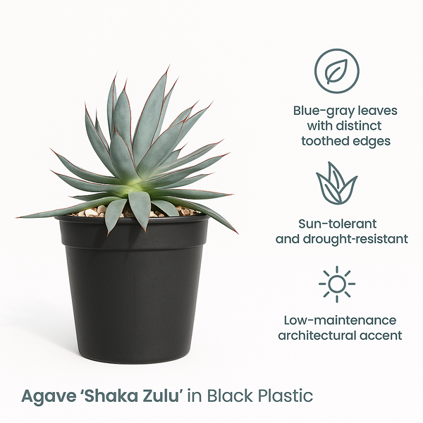 Agave 'Shaka Zulu' in Terra Cotta