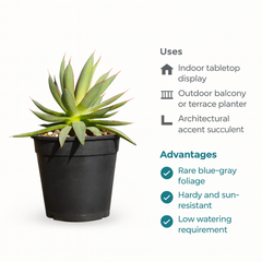 Agave 'Shaka Zulu' in Terra Cotta