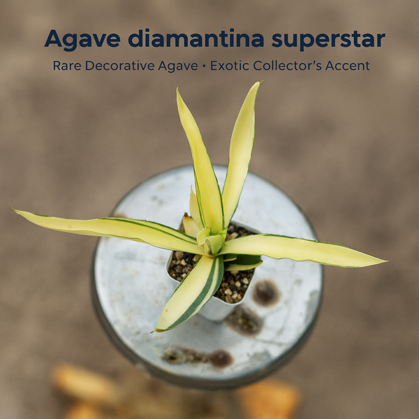 Agave diamantina superstar