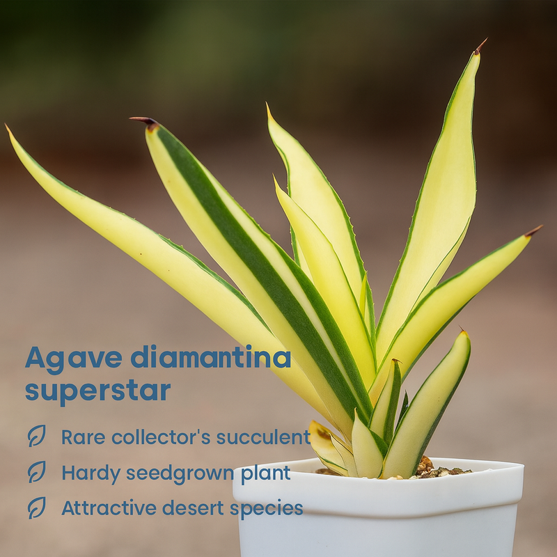 Agave diamantina superstar