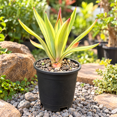 Agave diamantina superstar