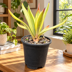 Agave diamantina superstar