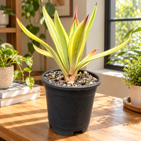 Agave diamantina superstar