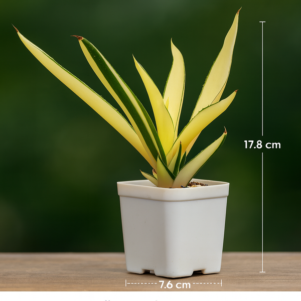 Agave diamantina superstar