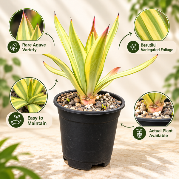 Agave diamantina superstar