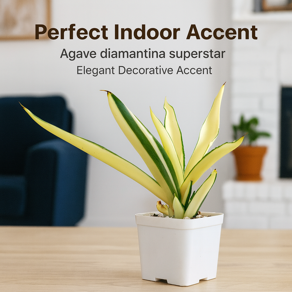 Agave diamantina superstar