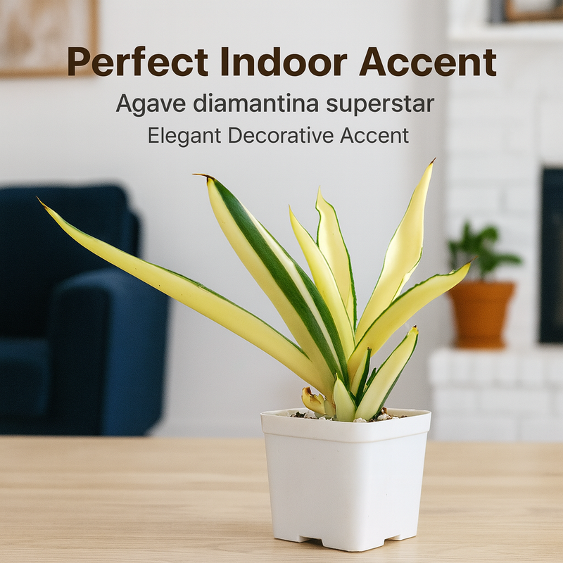 Agave diamantina superstar