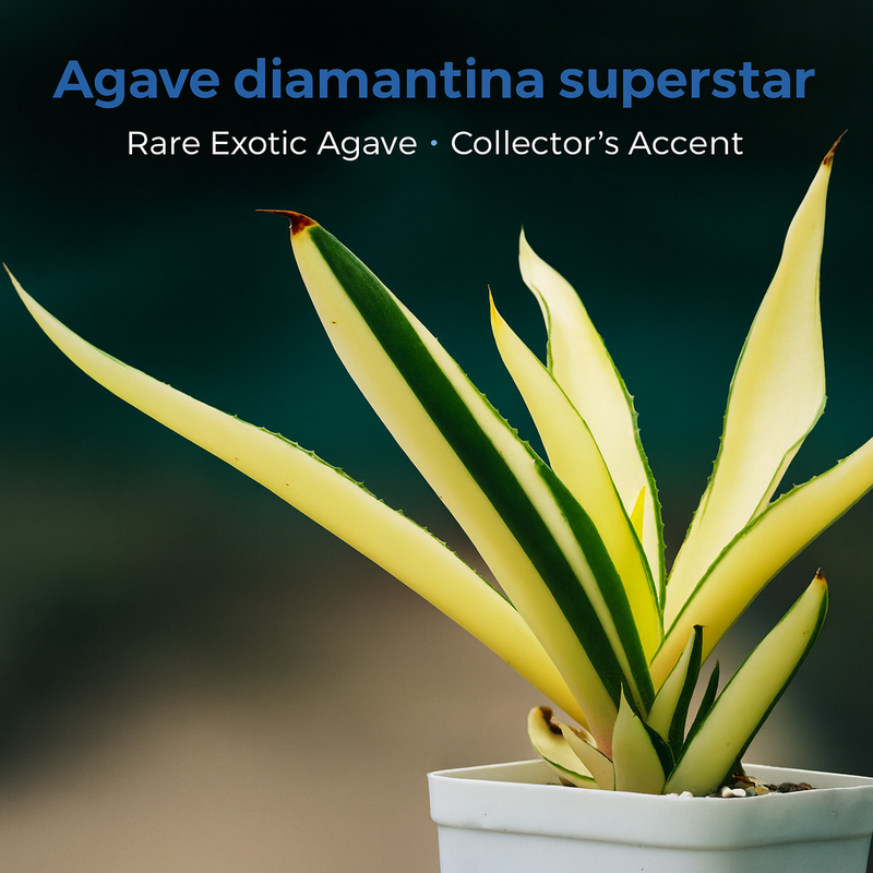 Agave diamantina superstar