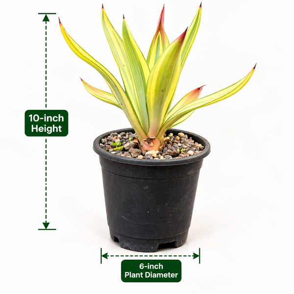 Agave diamantina superstar
