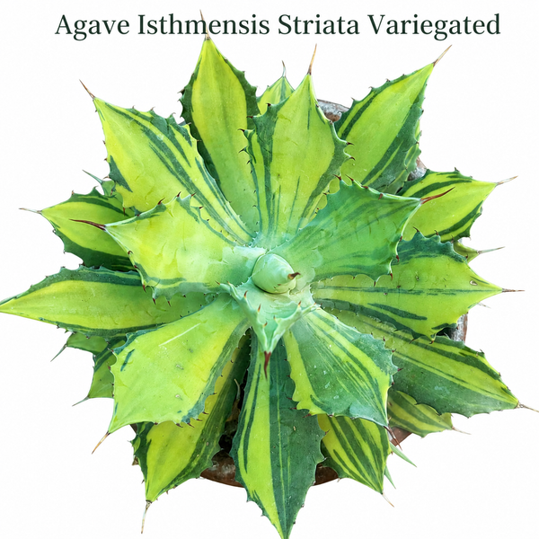 Agave isthmensis striata variegated