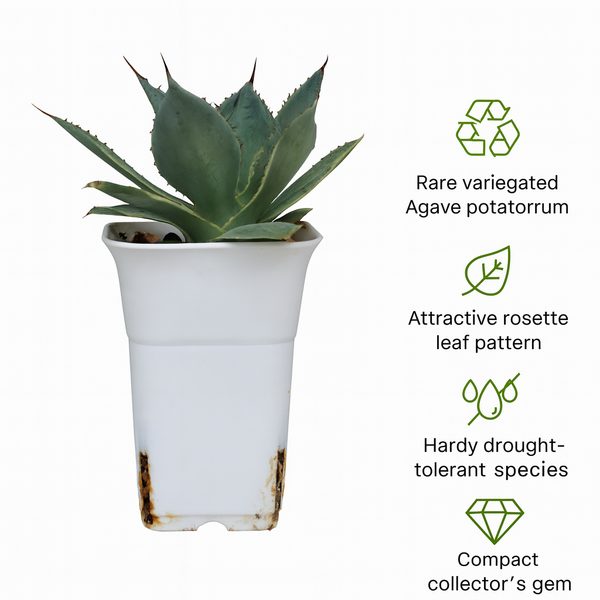 Agave potatorum Tradewind