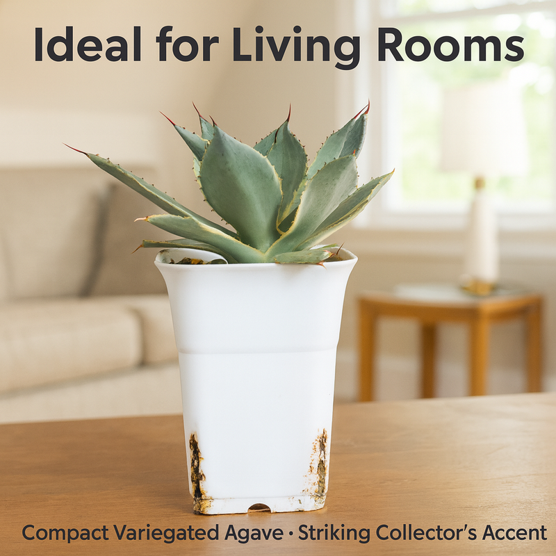 Agave potatorum Tradewind