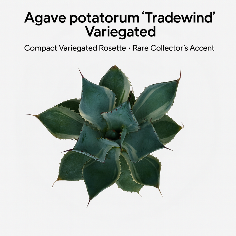 Agave potatorum Tradewind