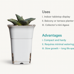 Agave Pumila Miniature