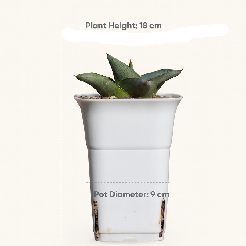 Agave Pumila Miniature