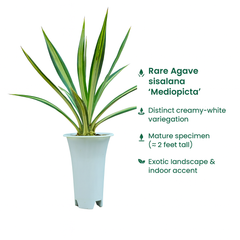 Agave sisalana Mediopicata