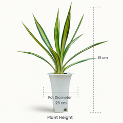 Agave sisalana Mediopicata