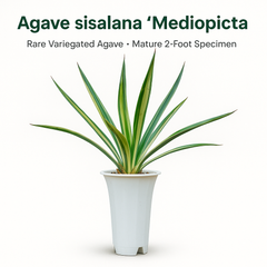 Agave sisalana Mediopicata