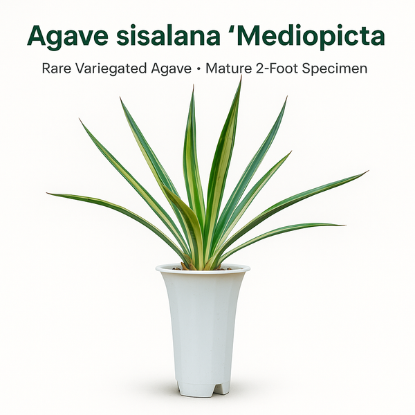 Agave sisalana Mediopicata