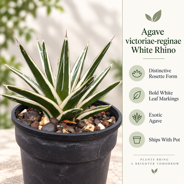 Agave victoriae-reginae White Rhino