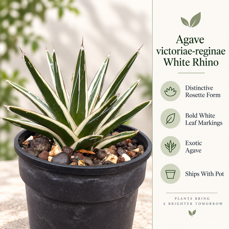 Agave victoriae-reginae White Rhino