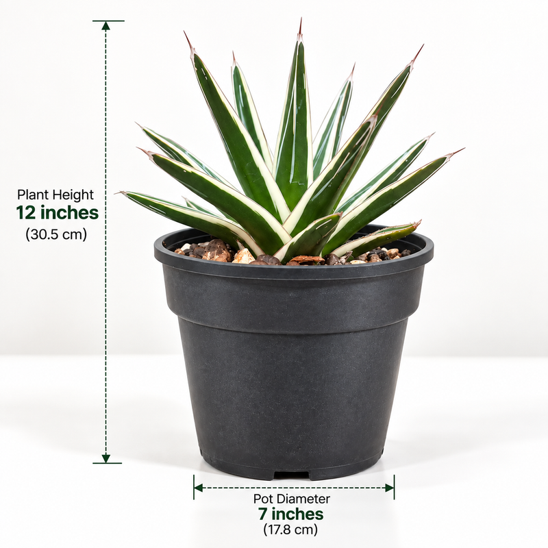 Agave victoriae-reginae White Rhino