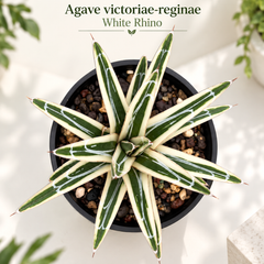Agave victoriae-reginae White Rhino