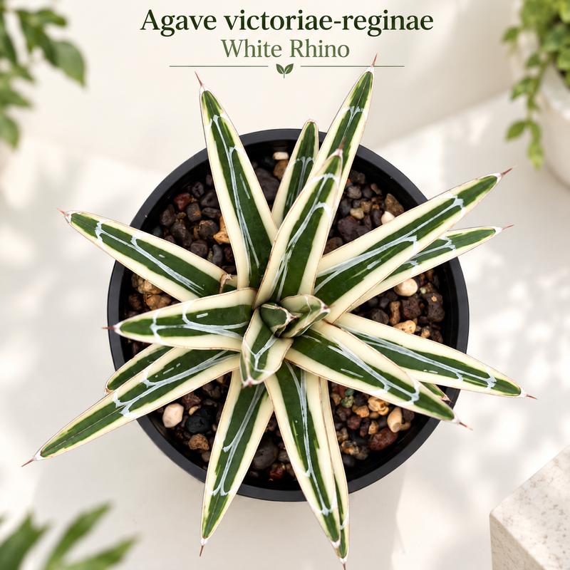 Agave victoriae-reginae White Rhino