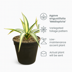 Agave angustifolia ‘Mediopicta’