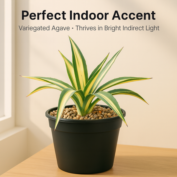 Agave angustifolia ‘Mediopicta’