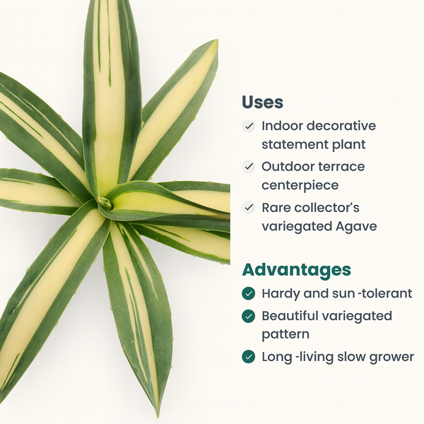 Agave angustifolia ‘Mediopicta’