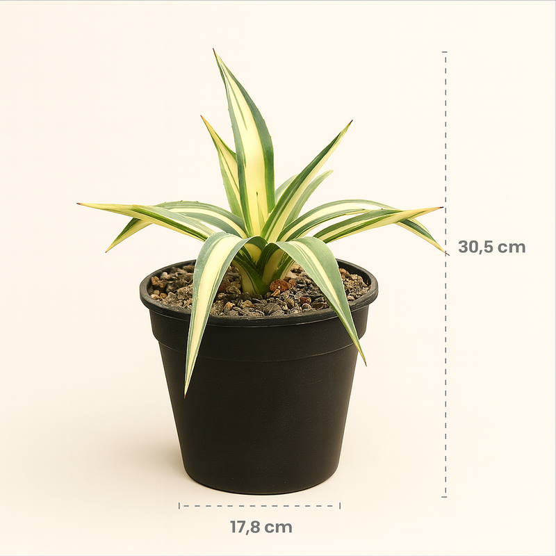 Agave angustifolia ‘Mediopicta’