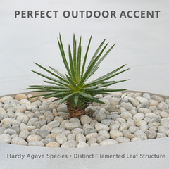 Agave Filifera