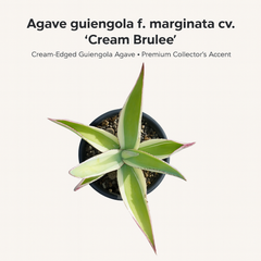 Agave guiengola f. marginata cv. Cream Brulee