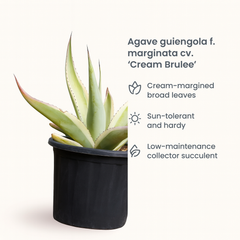 Agave guiengola f. marginata cv. Cream Brulee