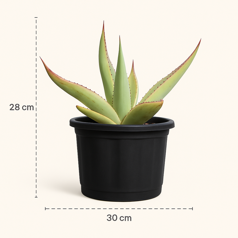 Agave guiengola f. marginata cv. Cream Brulee