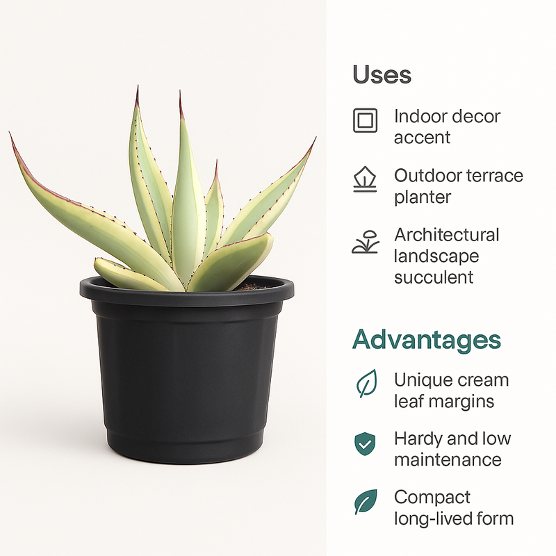 Agave guiengola f. marginata cv. Cream Brulee