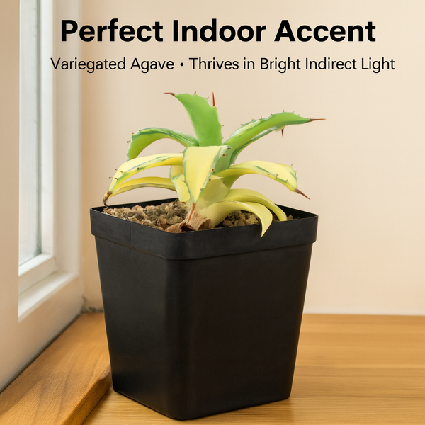 Agave isthmensis ‘Striata Super Variegated’