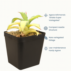 Agave isthmensis ‘Striata Super Variegated’