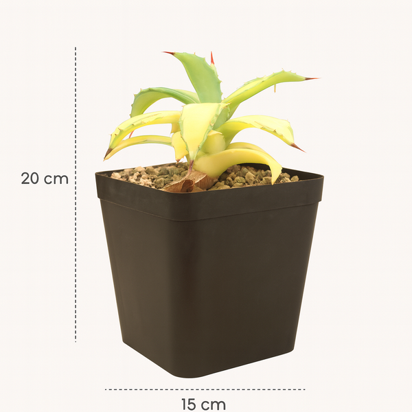 Agave isthmensis ‘Striata Super Variegated’