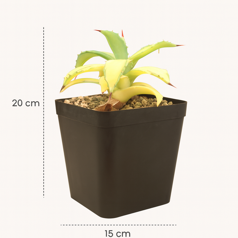 Agave isthmensis ‘Striata Super Variegated’