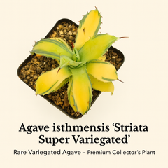 Agave isthmensis ‘Striata Super Variegated’