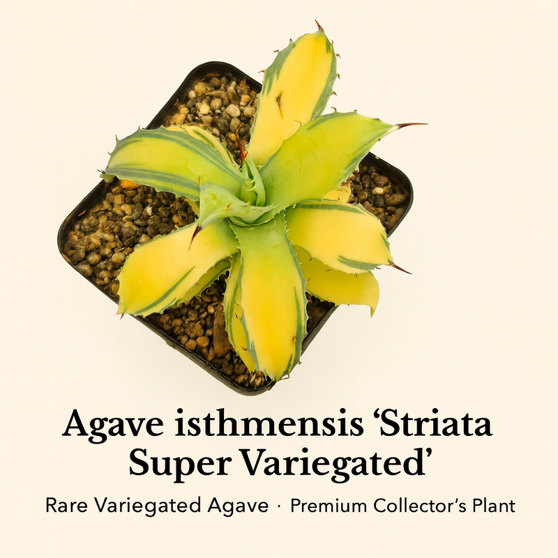 Agave isthmensis ‘Striata Super Variegated’