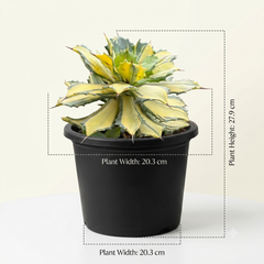 Agave isthmensis striata Half Moon Variegated
