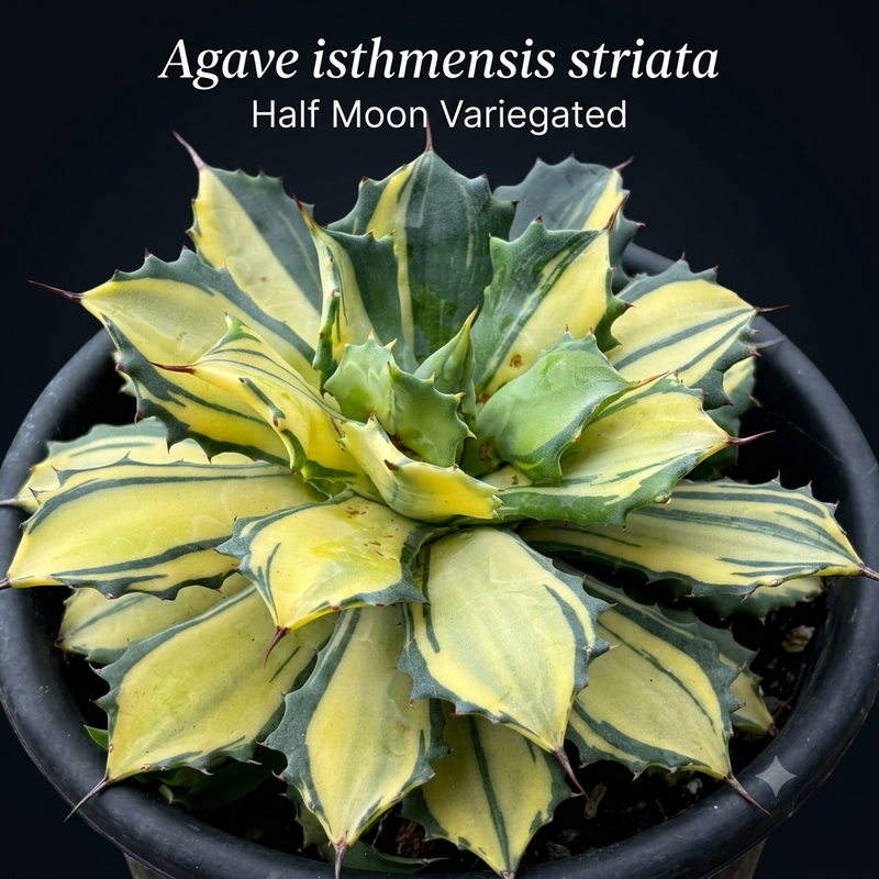 Agave isthmensis striata Half Moon Variegated