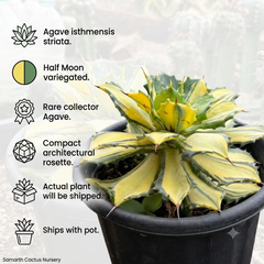 Agave isthmensis striata Half Moon Variegated