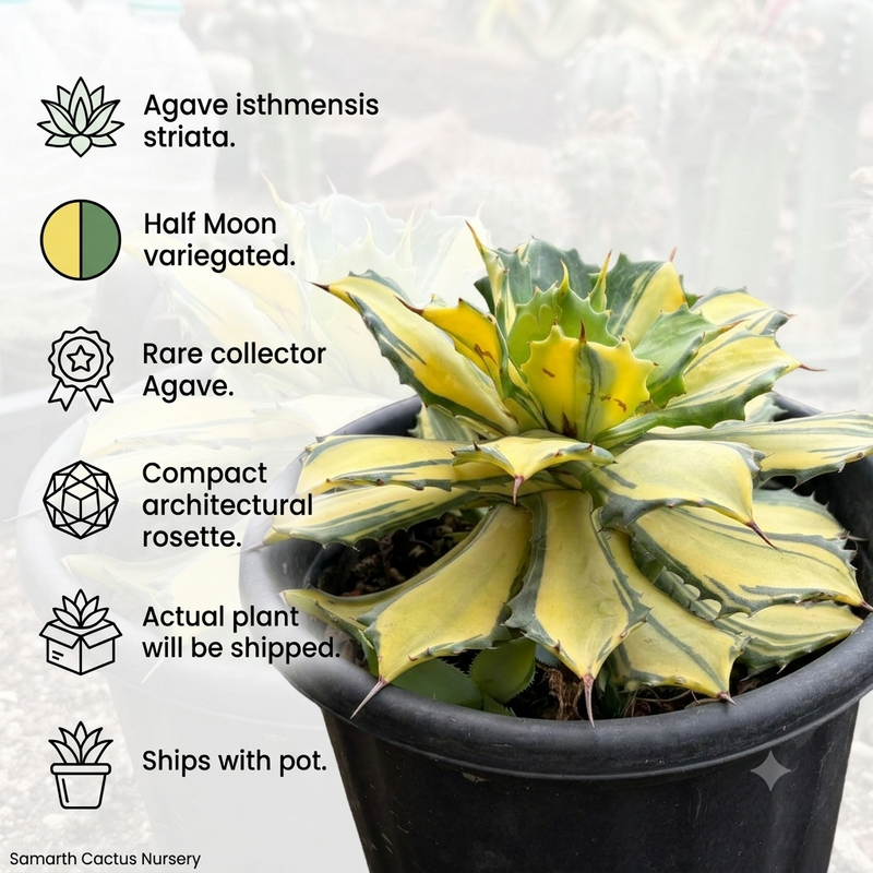 Agave isthmensis striata Half Moon Variegated
