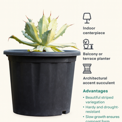 Agave isthmensis striata variegated m1